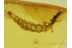 RAPHIDIOPTERA Snakefly Larva in BALTIC AMBER 248