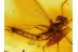 Great Spread Wings MAYFLY Ephemeroptera in BALTIC AMBER 250