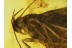Lepidoptera Huge MOTH in Genuine BALTIC AMBER 253