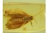 Lepidoptera Large Great MOTH in Genuine BALTIC AMBER 254