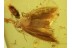 Lepidoptera MOTH in Genuine BALTIC AMBER 255