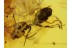 NEMATODA ROUND WORM & ANT in BALTIC AMBER 265