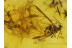 Superb WINGED APHID & LARVAS in BALTIC AMBER 264