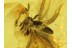 STREPSIPTERA Twisted-Winged Parasite in BALTIC AMBER 251