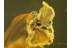 STREPSIPTERA Twisted-Winged Parasite in BALTIC AMBER 251