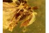 Great STREPSIPTERA Twisted-Winged Parasite in BALTIC AMBER 267