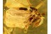 Great STREPSIPTERA Twisted-Winged Parasite in BALTIC AMBER 267