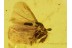 Great STREPSIPTERA Twisted-Winged Parasite in BALTIC AMBER 267