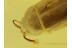 HAIRY FUNGUS BEETLE Mycetophagidae Inclusion in BALTIC AMBER 297