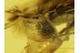 CHRYSIDOID Great WASP & BEETLE in BALTIC AMBER 281