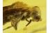 CHRYSIDOID Great WASP & BEETLE in BALTIC AMBER 281