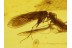 3 CADDISFLIES Trichoptera in Genuine BALTIC AMBER 282