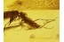 3 CADDISFLIES Trichoptera in Genuine BALTIC AMBER 282