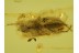 MELANDRYIDAE False Darkling BEETLE in BALTIC AMBER 292