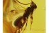 Superb BRACONIDAE WASP Inclusion in BALTIC AMBER 315