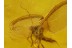 Superb MATSUCOCCIDAE COCCID in BALTIC AMBER 307