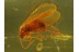 Superb Looking CADDISFLY Trichoptera in Genuine BALTIC AMBER 310