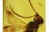 Superb BRACONIDAE WASP Inclusion in BALTIC AMBER 315