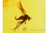 Great Looking RHAGIONID FLY in BALTIC AMBER 301