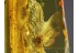 Great MAYFLY Ephemeroptera  in BALTIC AMBER 302