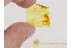 Great Looking PSEUDOSCORPION in BALTIC AMBER 303