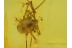 PHALANGIDA HARVESTMEN OPILIONE in BALTIC AMBER  304