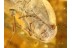 ELATERIDAE Great CLICK BEETLE in BALTIC AMBER 328