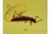 STAPHYLINIDAE ROVE BEETLE & FUNGUS GNAT in BALTIC AMBER 329