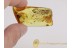 STAPHYLINIDAE ROVE BEETLE & FUNGUS GNAT in BALTIC AMBER 329