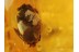 PLANT BUD CONE Inclusion in BALTIC AMBER 612