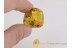 PLANT BUD CONE Inclusion in BALTIC AMBER 612