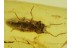 ELATERIDAE CLICK BEETLE  in BALTIC AMBER 327