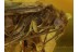LILAC Eyed CADDISFLY Trichoptera in Genuine BALTIC AMBER 331