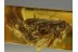 LILAC Eyed CADDISFLY Trichoptera in Genuine BALTIC AMBER 331