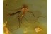 CHIRONOMID Great Preserved Midge in BALTIC AMBER 332