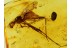 MICROPEZIDAE Giant Stilt-Legged fly in BALTIC AMBER 333