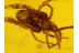 TROMBIDIIDAE Superb Large VELVET MITE in BALTIC AMBER 335