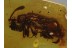 PAUSSINAE Ant Nest BEETLE in BALTIC AMBER 342