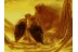 ANISOPODID GNAT & THERIDIID SPIDER  in BALTIC AMBER 344