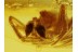 ANISOPODID GNAT & THERIDIID SPIDER  in BALTIC AMBER 344