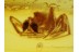 ANISOPODID GNAT & THERIDIID SPIDER  in BALTIC AMBER 344