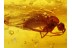 ANISOPODID GNAT & THERIDIID SPIDER  in BALTIC AMBER 344