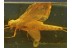 Large MAYFLY Ephemeroptera in BALTIC AMBER 337