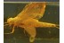 Large MAYFLY Ephemeroptera in BALTIC AMBER 337