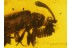 PAUSSINAE Ant Nest BEETLE in BALTIC AMBER 342