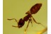 FORMICINAE Superb ANT Genuine BALTIC AMBER 354