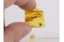 MELYRIDAE Soft-Wing Flower BEETLE in BALTIC AMBER 402