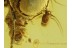 DROSOPHILIDAE POMACE FLY Inclusion BALTIC AMBER 346