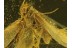LEPIDOPTERA Superb MOTH  in BALTIC AMBER 353