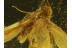 LEPIDOPTERA Superb MOTH  in BALTIC AMBER 353
